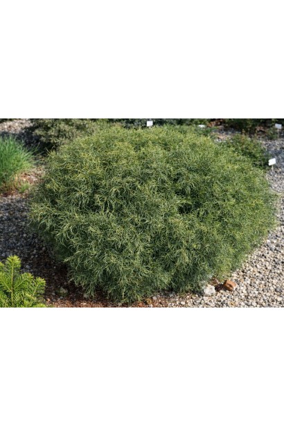 Сосна Сквіглс